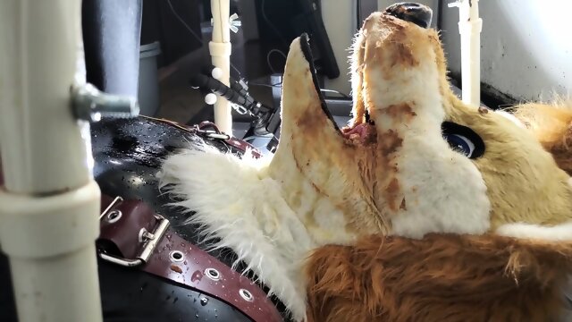 Fursuiter Gets Shit All Over Them P.1