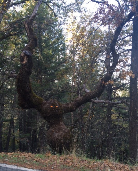 To whoever put the reflective eyes on this tree by the side of the road.