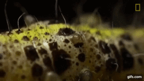 zdjęcie amatorskie Parasitic larvae spinning cocoons
