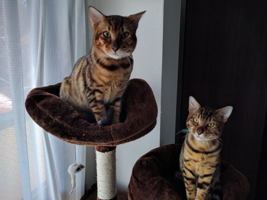 My 6 month old bengals. Meet Yuuki and Mirai.