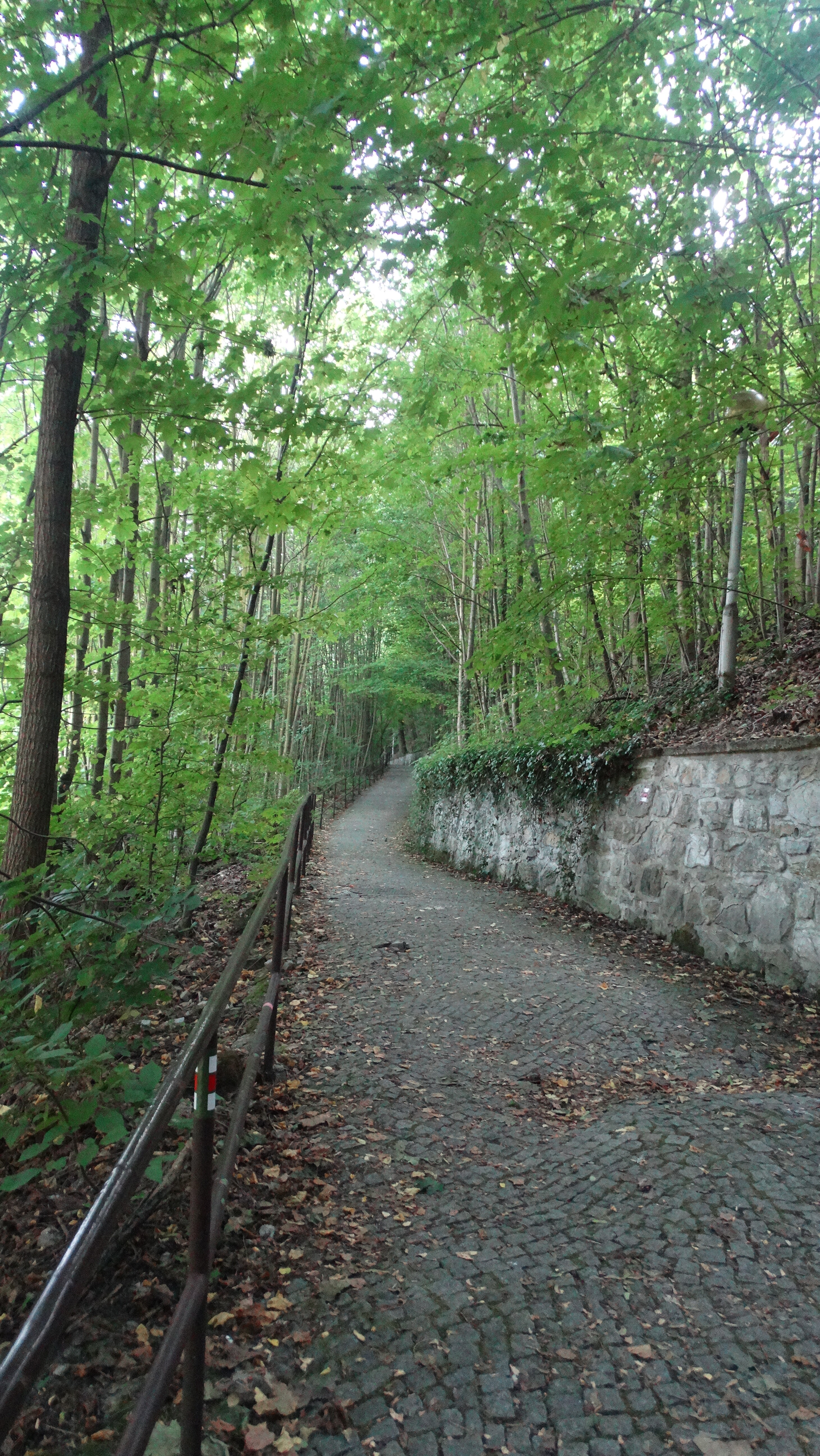 amateur photo DSC01983