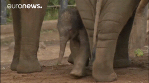 foto amatoriale First baby elephant born at Sydneyâ€™s Taronga Zoo in almost seven years on 5/26. Male and born at 285 lbs!