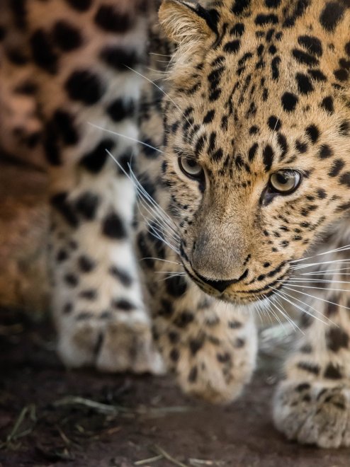 A photogenic leopard