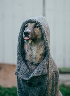 foto amadora PsBattle: this dog in a coat