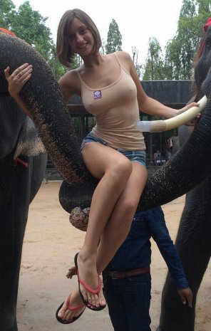 amateur photo Elephant trunks