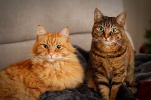 アマチュア写真 Cat Mammal Vertebrate Small to medium-sized cats Whiskers Felidae 