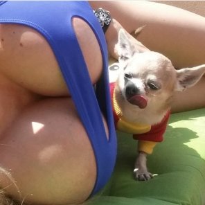 photo amateur dog like boobs!
