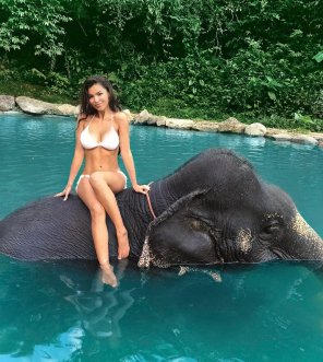 foto amadora Indian elephant Vacation Elephant Leisure 