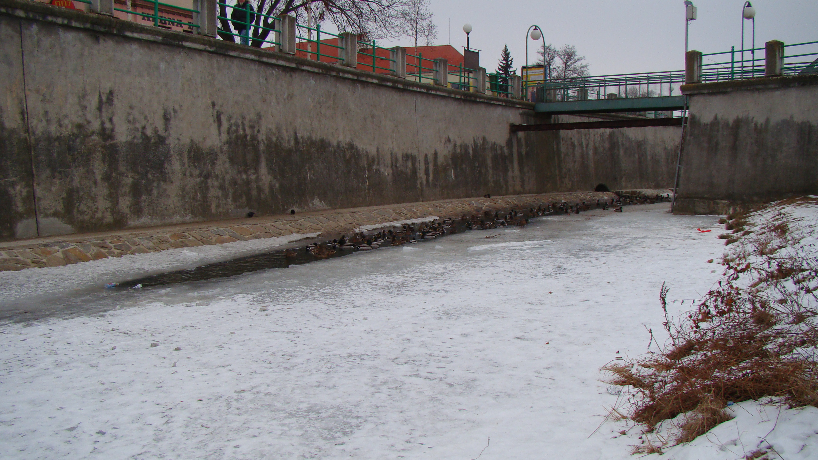 amateur photo DSC07610