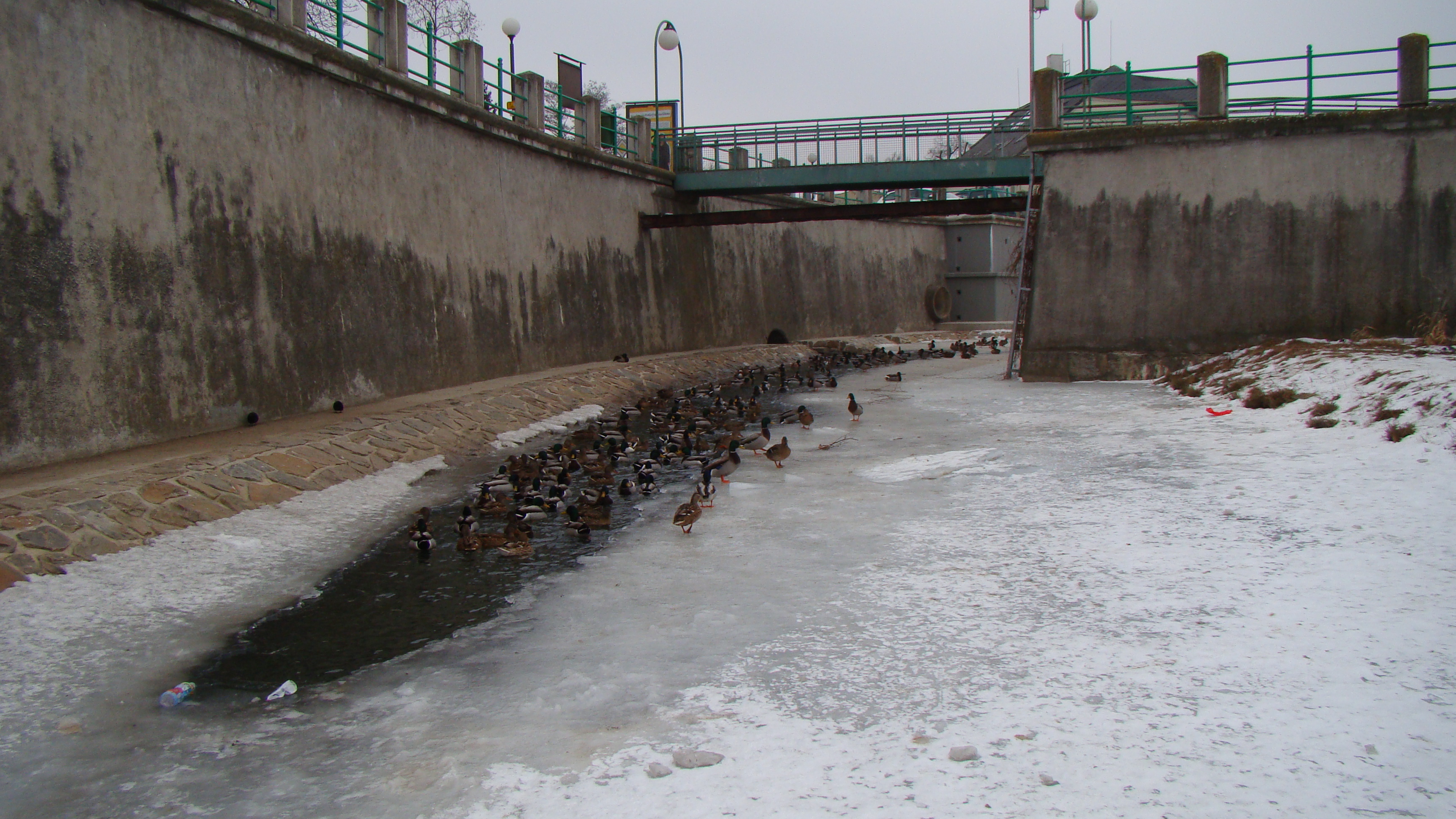 amateur photo DSC07611