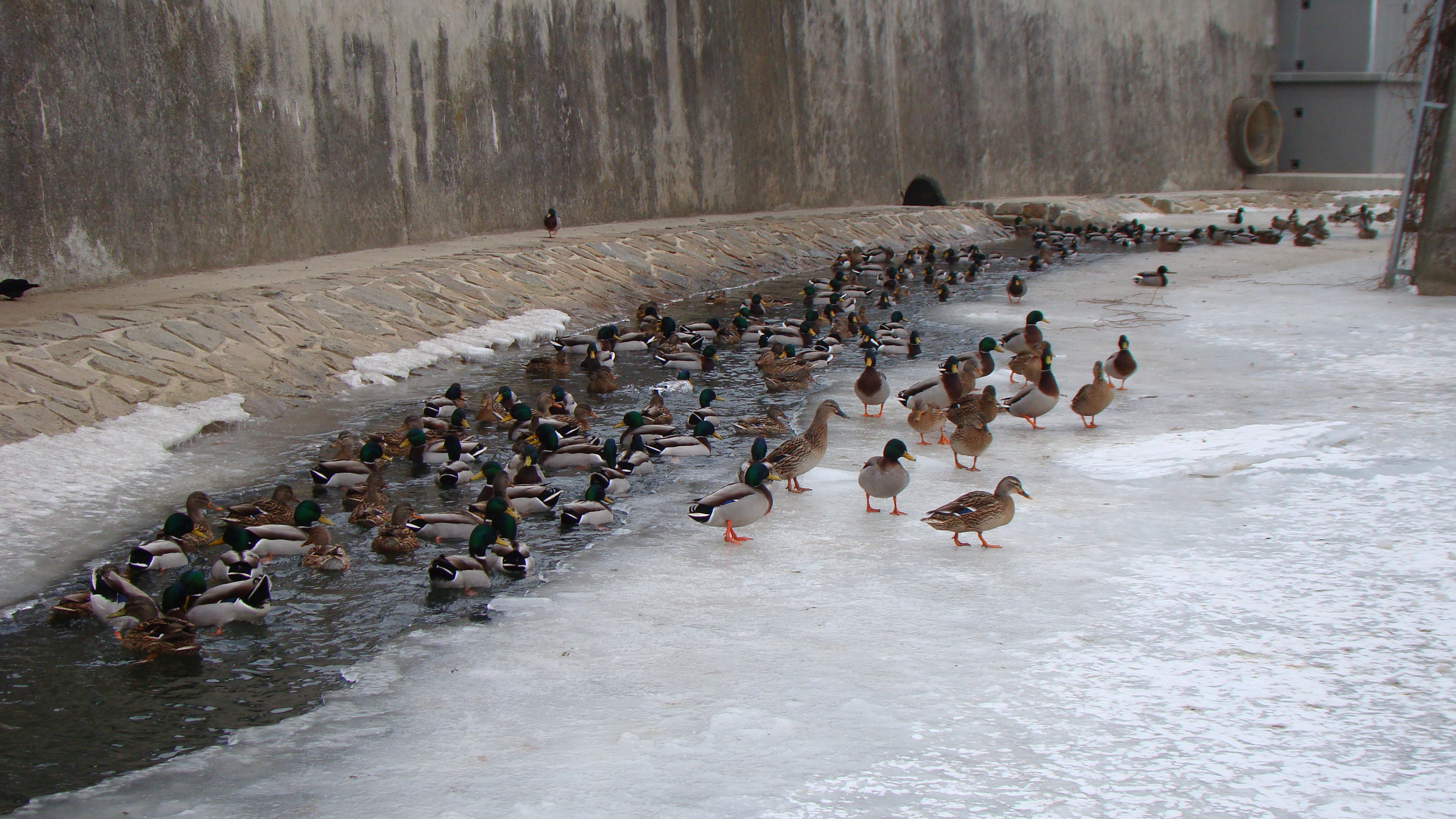 amateur photo DSC07612