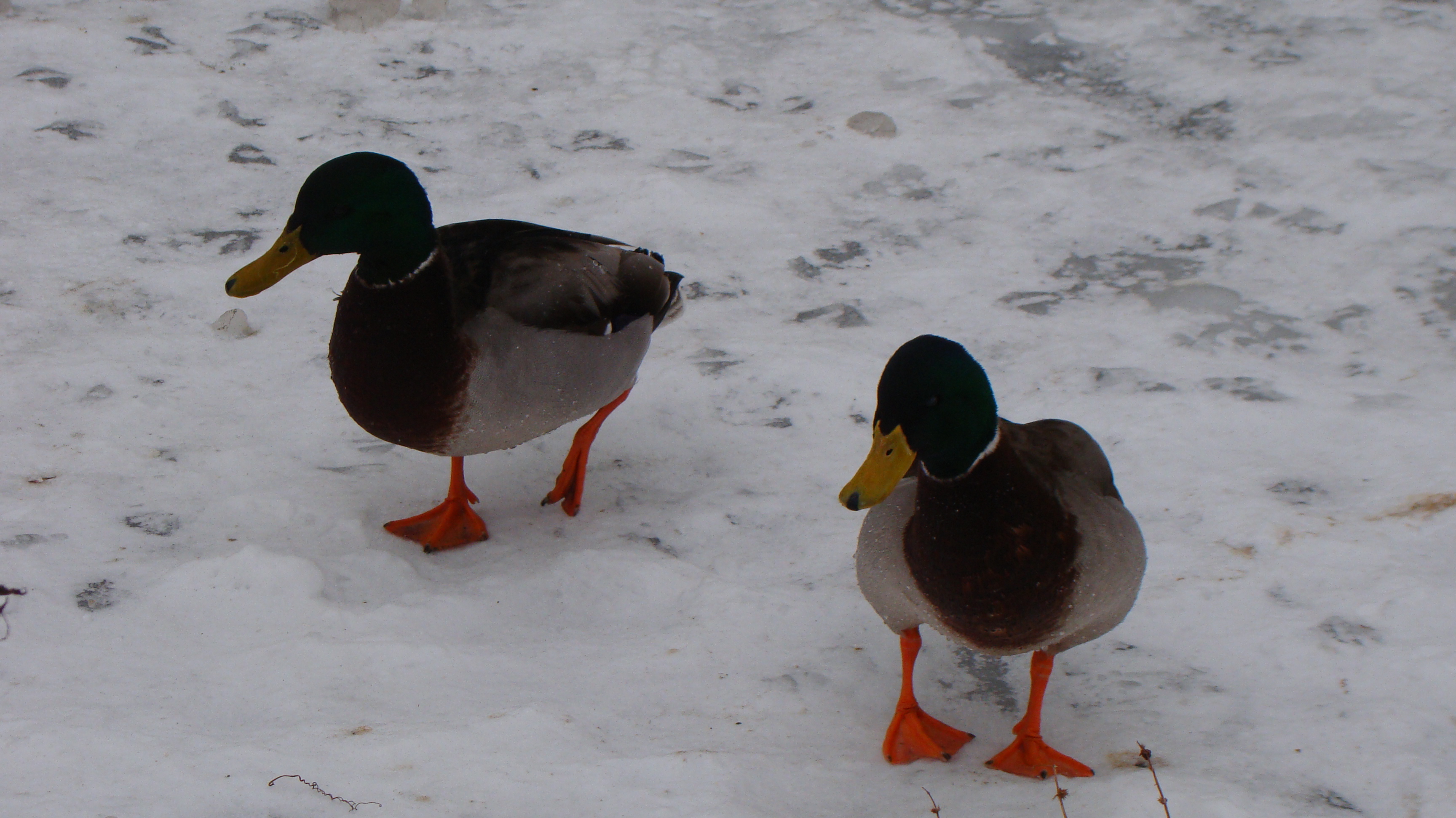 amateur photo DSC07618