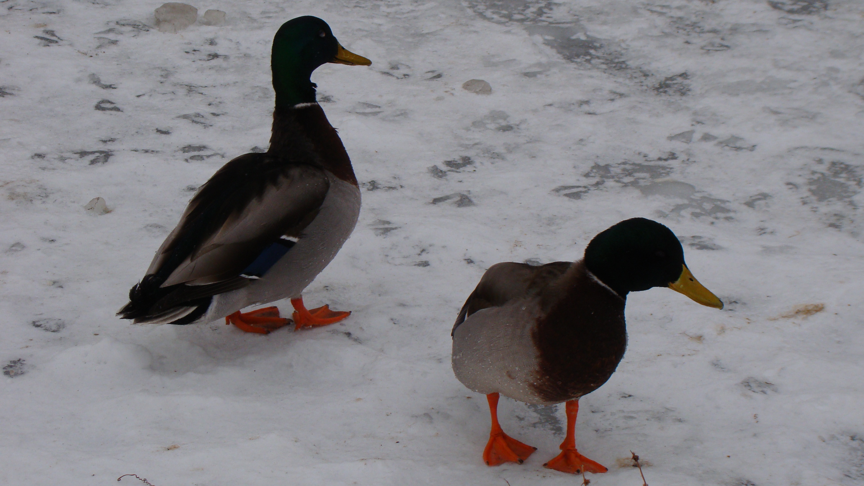 amateur photo DSC07619