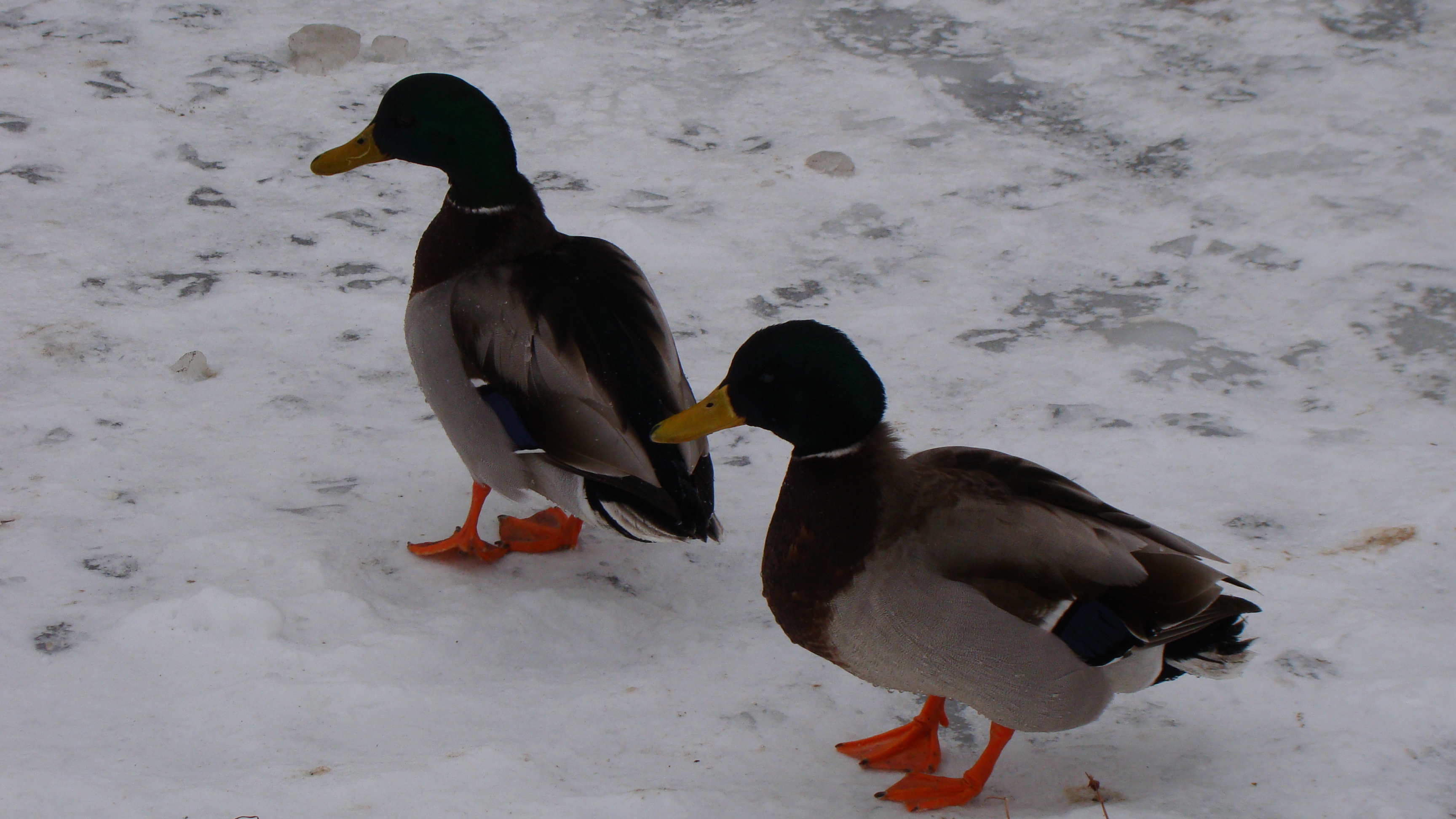 amateur photo DSC07620