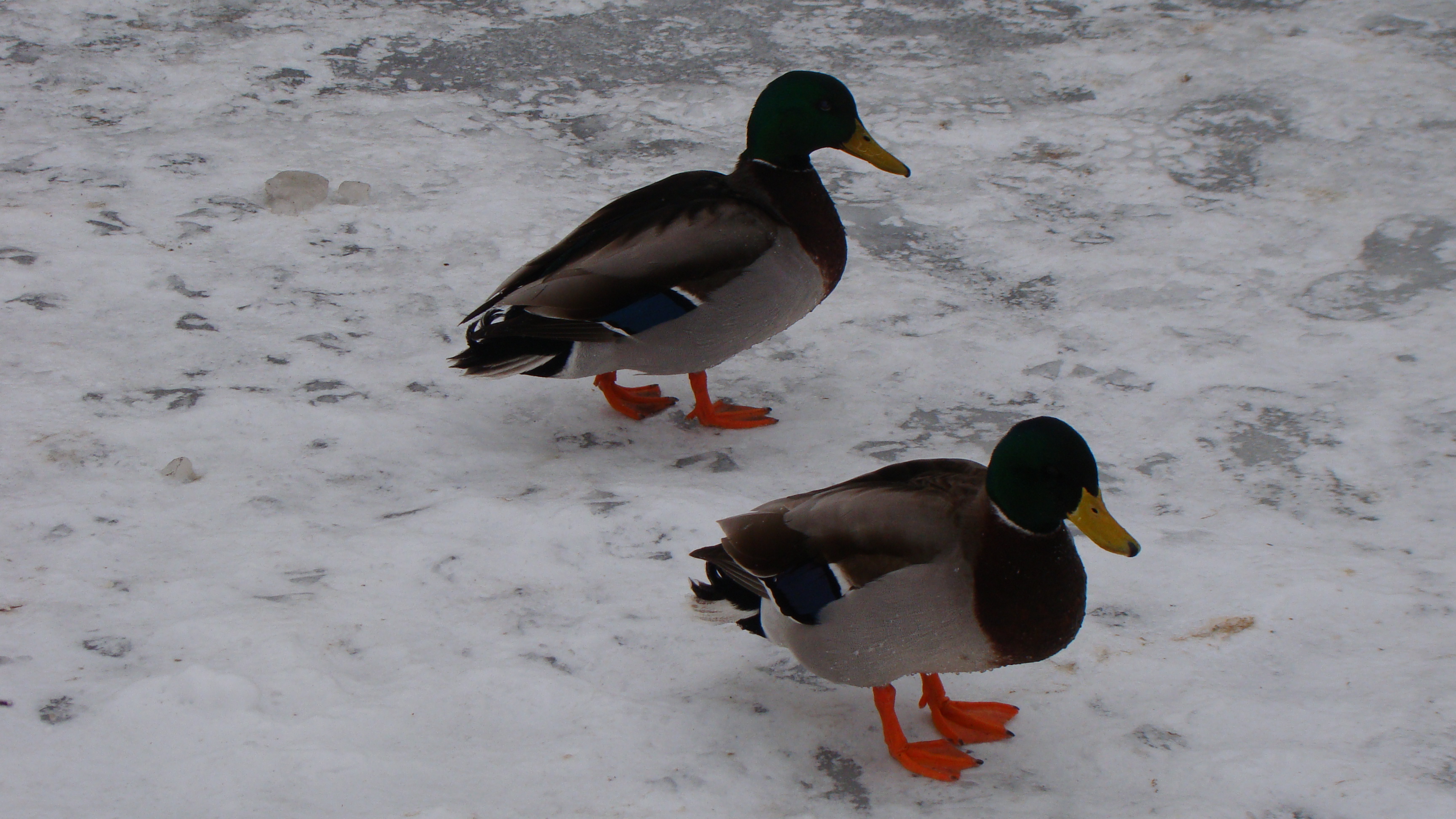 amateur photo DSC07621