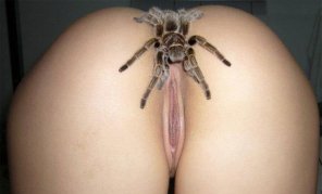 zdjęcie amatorskie Along Came a Spider