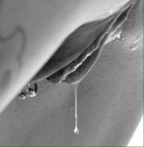 wet pussy with piercing