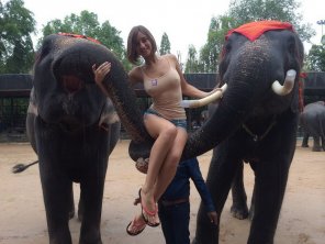 foto amadora With Elephants