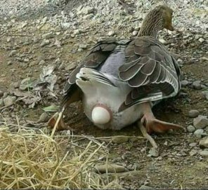 foto amateur Laying an egg