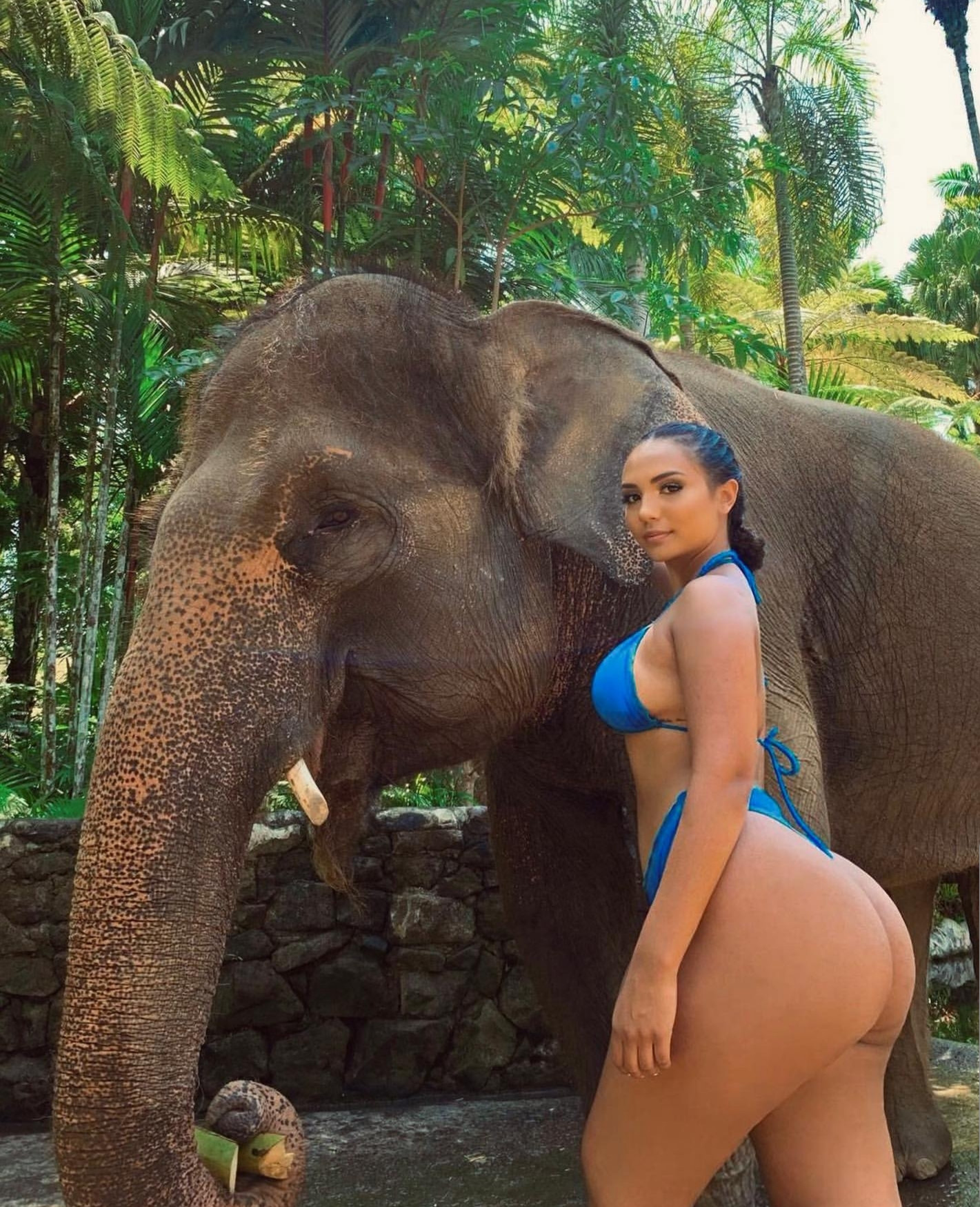 Elefant porno