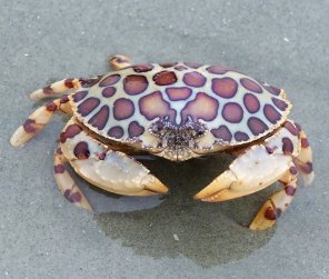 zdjęcie amatorskie Rock crab Crab Decapoda Dungeness crab 