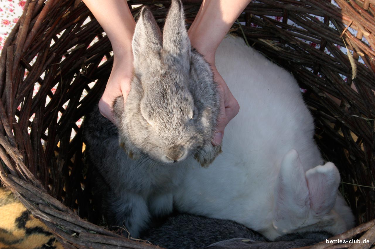 amateur photo bb_easter07_012