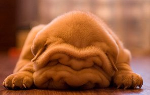 アマチュア写真 Dog Mammal Canidae Dog breed Dogue de bordeaux Wrinkle 