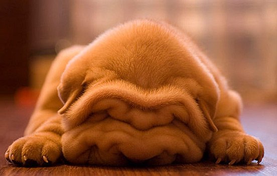 Dog Mammal Canidae Dog breed Dogue de bordeaux Wrinkle