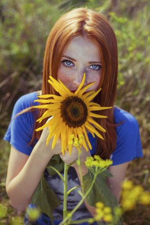 amateur photo Sunflower