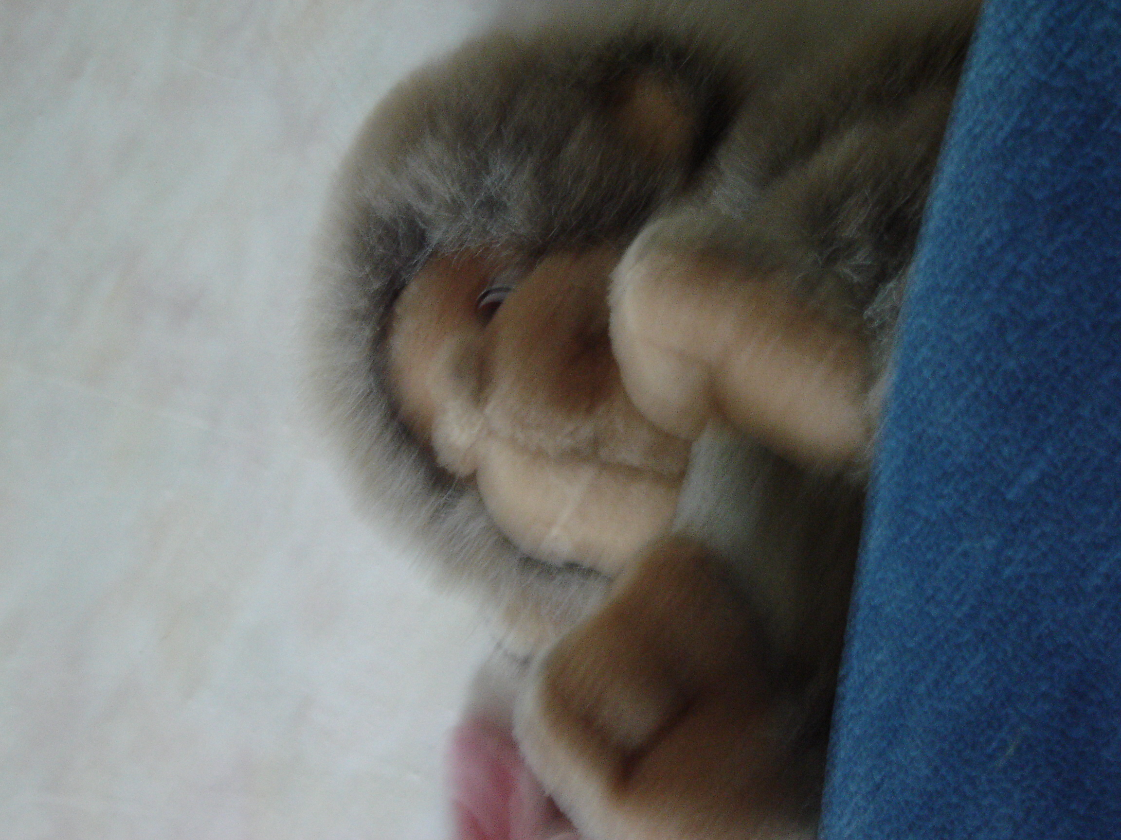 amateur photo Zoya_Zoya_265_