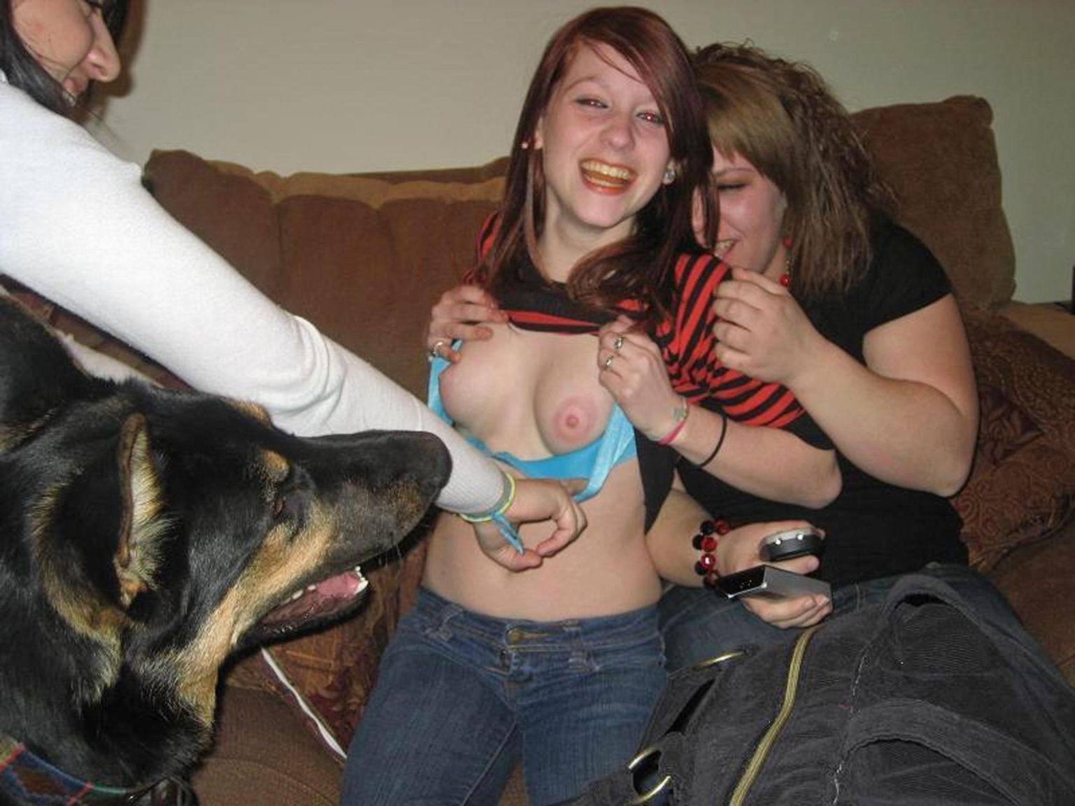 Dog sucking tit