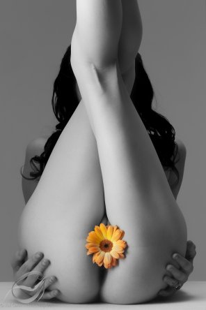 amateurfoto Sunflower