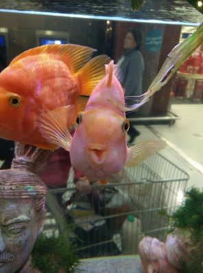 foto amadora Fish Fish Organism Pink Parrotfish 