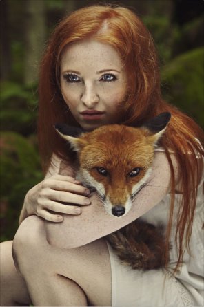 Red Fox - Hair Canidae Beauty Red fox 