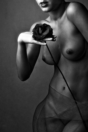 Rose Black - Black rose