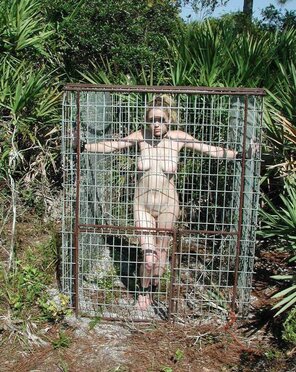 アマチュア写真 A cage trap holds a wild Florida Cougar: she'll be relocated to the Northeast since the millions of Florida Cougars have preyed so heavily on the rare