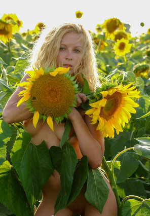 amateur pic Stunning_Hypatia---Big-Sunflowers_Hypatia-K_high_0046