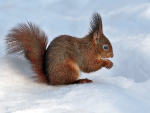 zdjęcie amatorskie PsBattle: Squirrel in the snow.