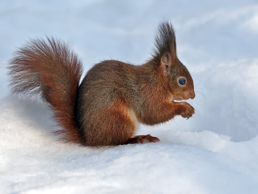 PsBattle: Squirrel in the snow.