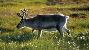 Meet the adorable and short legged Svalbard reindeer!