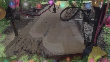 Sawmilling Up Mulberry Log