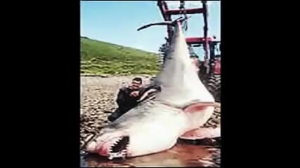 World Largest Sharks