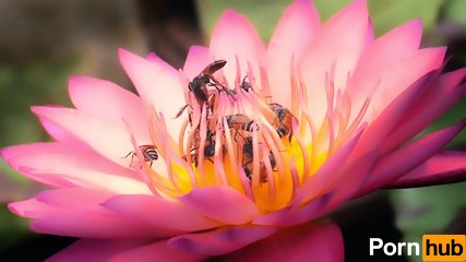 pollination, flowers, big ass, bee