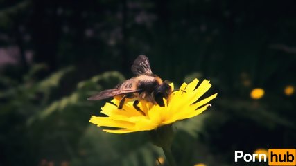 blonde, bee, beesexual, asian