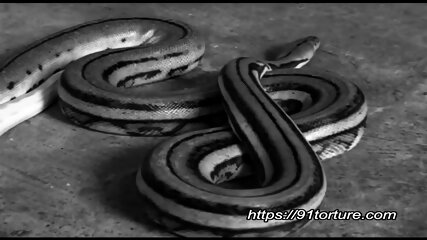 Gen-013 Regard Du Serpent Sinueux Et Des Reptiles