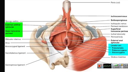 pc muscle, homemade, penis enlargement, kegel exercise